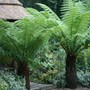 Plant Portraits - Ferns
