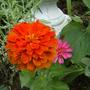 Zineas grown from seed