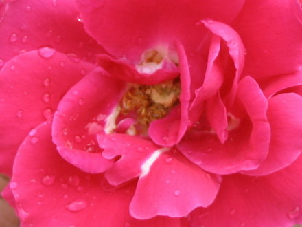 Rose (Climbing rose)