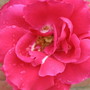Rose (Climbing rose)
