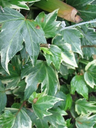 Ivy (Hedera Helix)