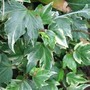 Hedera Helix