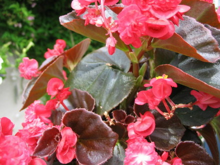 Red Begonia (Begonia)