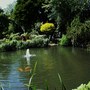 National Open Gardens Scheme