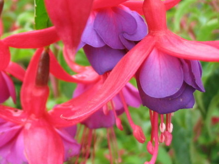 Fuchsia name unknown