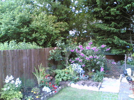 back garden 1