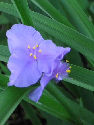spiderwort (Tradescantia virginiana (Spiderwort))