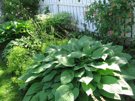 hosta getting big