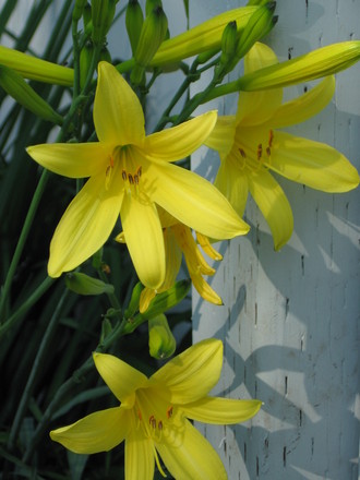 daylilies (hemerocallis)