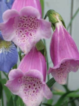 foxglove (Digitalis purpurea (Common foxglove))