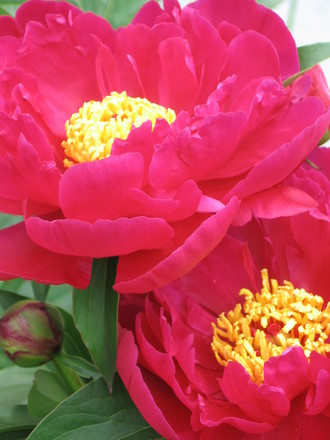 newest peony on this week's scene (Paeonia officinalis (Double Peony))