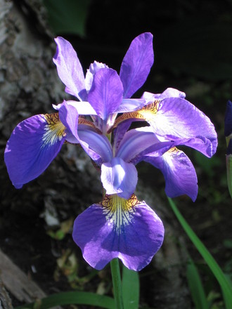 Siberian Iris (Iris sibirica (Siberian iris))