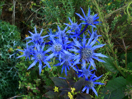 Eryngium alpinum