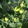 Tomatoes coming along