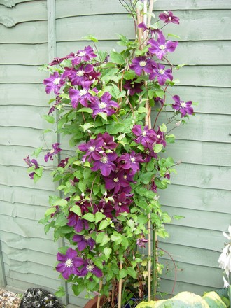 Clematis