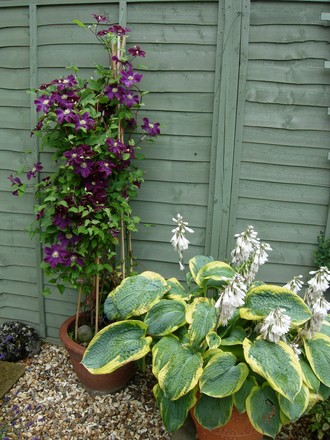 Clematis and Hosta