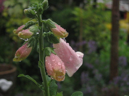 Foxglove