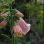 Foxglove