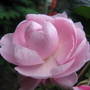 Pink_rose