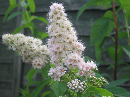 Not sure of its name
