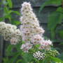 Not sure of its name
