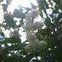A garden flower photo