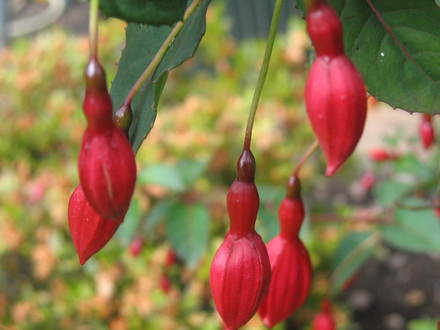 A garden flower photo