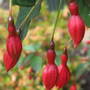 A garden flower photo