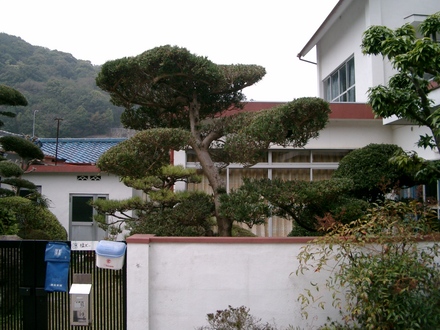 Japanese Trees 3