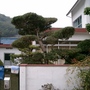 Japanese Trees 3
