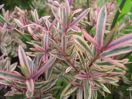 A garden flower photo