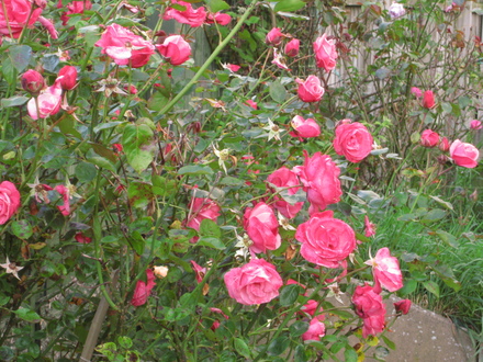 next doors roses