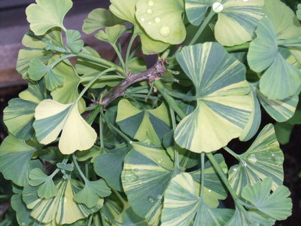 Another nice shot of Ginkgo biloba 'Majestic Butterfly' (Ginkgo biloba (Maidenhair tree))