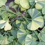 Dscf0442