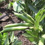 Broad Beans (doing well).
