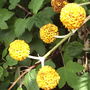 Buddleia globosa