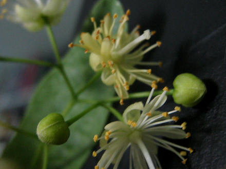 Linden blossoms (Tilia cordata (Ihlamur Agaci))