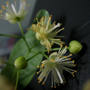 Linden blossoms (Tilia cordata (Ihlamur Agaci))
