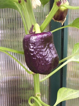 Sweet/Bell Pepper 