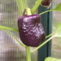 Sweet/Bell Pepper "Rainbow"