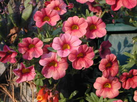 Calibrachoa