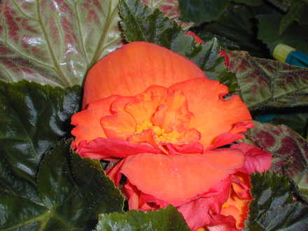 Begonia