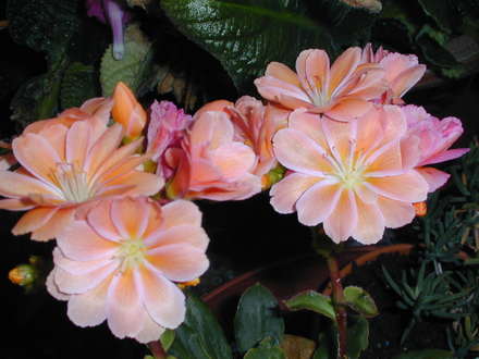 Lewisia