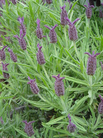 Lavender in flower. July 2008. (Lavandula stoechas standard)