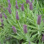 Garden_june_2nd_2008