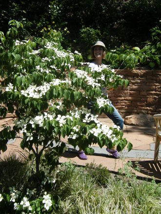 little dogwood