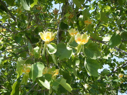 Unknown tree