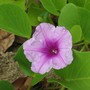 Ipomoea pes-caprae