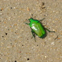 Beach beetle