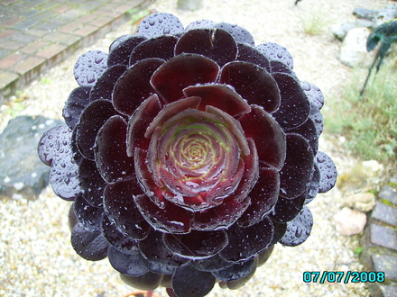 Aeonium Arboreum 